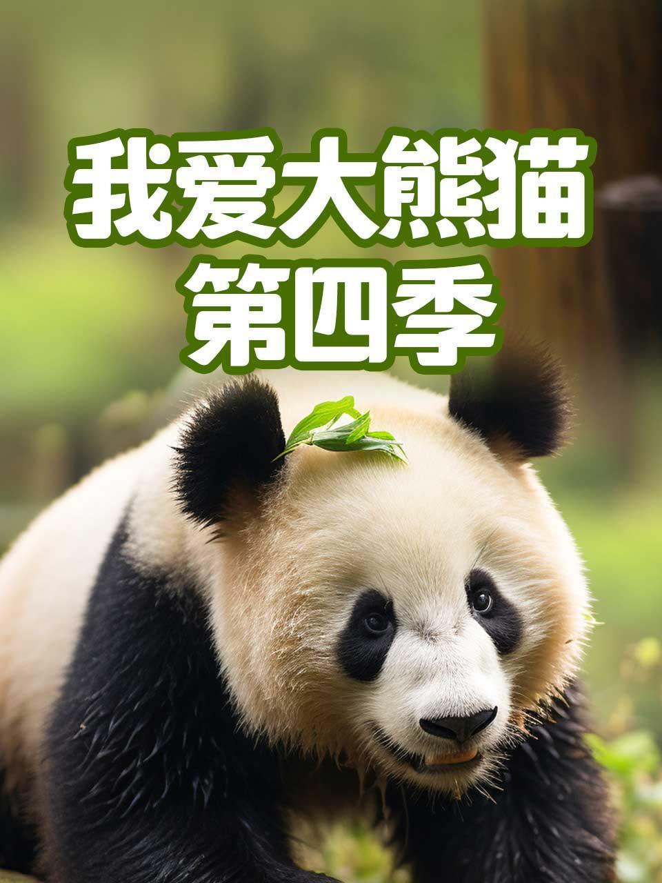我爱大熊猫4