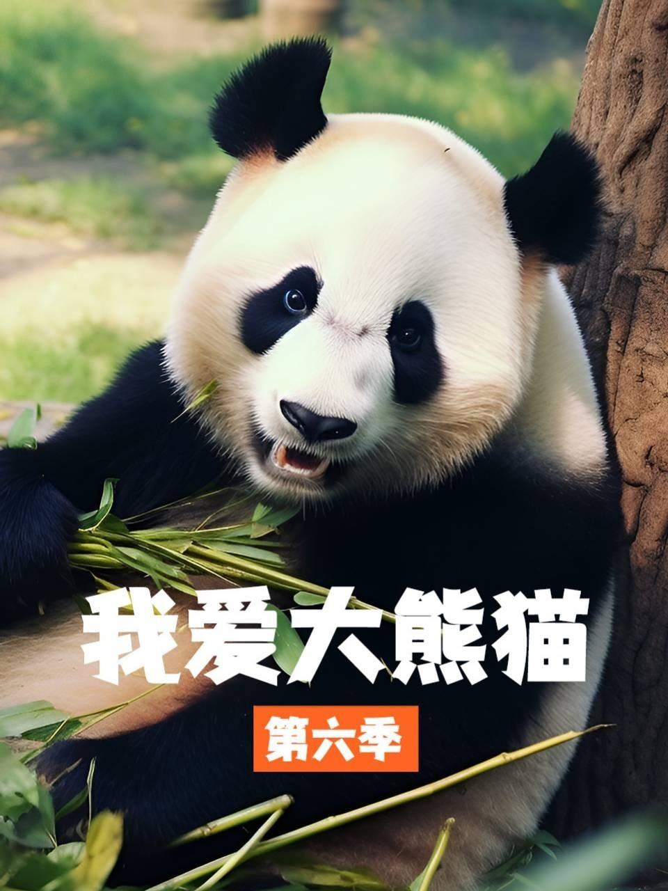 我爱大熊猫6