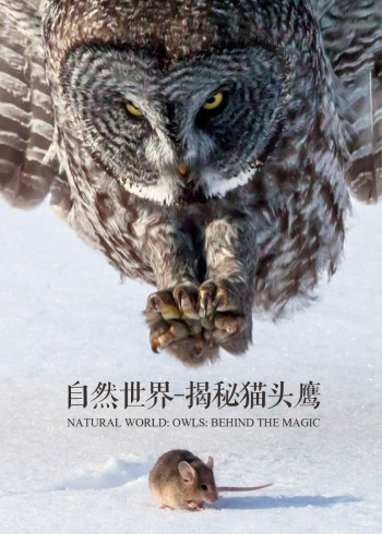 自然世界揭秘猫头鹰