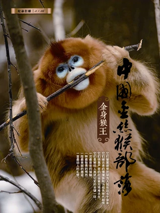 中国金丝猴部落