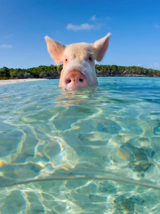 自然界最奇异的事件4